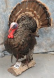 LIFESIZE TURKEY TAXIDERMY