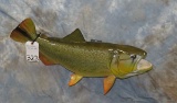 DORADO FISH MT TAXIDERMY