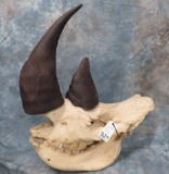 RHINO SKULL W/ REPRODUCTION HORNS (TX RES) TAXIDERMY