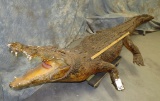 LIFESIZE CROCODILE (TX RES) TAXIDERMY