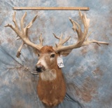 33PT HUGE WHITETAIL SH MT DROP TINE
