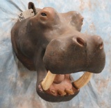 REAL HIPPO SH MT W/REPRODUCTION TEETH  TAXIDERMY