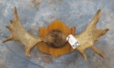 MOOSE ANTLER MOUNT TAXIDERMY