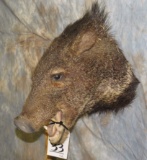 JAVALINA SH MT TAXIDERMY