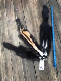 3 SKUNK FURS/SKINS (3X$) TAXIDERMY