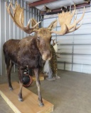 LIFESIZE MOOSE TAXIDERMY