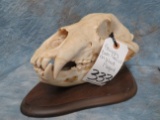 GRIZZLY BEAR SKULL ON WOODEN PLAQUE TAXIDERMY