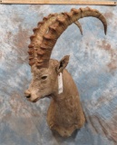 SIBERIAN IBEX w/ XL HORNS TAXIDERMY