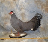 VERY BEAUTIFUL BLUE EARED PHEASANT  TAXIDERMY