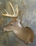 WHITETAIL SH MT  TAXIDERMY