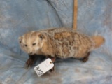 LIFESIZE BADGER TAXIDERMY