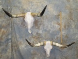 2 LONGHORN SKULLS (2x$)  TAXIDERMY