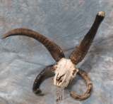 4 HORN JACOB SHEEP SKULL  TAXIDERMY