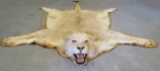 LION RUG WITH MOUNTED HEAD (TX RES) TAXIDERMY