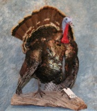 LIFESIZE STRUTING TURKEY MOUNT TAXIDERMY