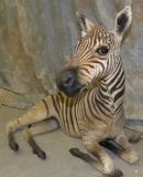 LIFESIZE ADOLESCENT ZEBRA  TAXIDERMY