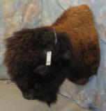 BUFFALO SH MT TAXIDERMY