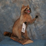RACCOON 