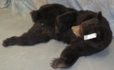LIFESIZE CINNAMON BLACK BEAR TAXIDERMY