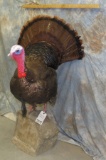 LIFESIZE TURKEY TAXIDERMY