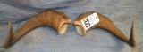 PAIR OF BIGHORN SHEEP HORNS (ONE$)  TAXIDERMY