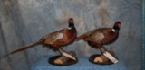 2 VERY NICE STANDING RINGNECK PHEASANTS (2X$) TAXIDERMY