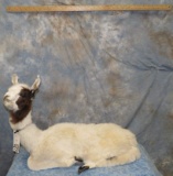 LIFESIZE BABY LLAMA TAXIDERMY