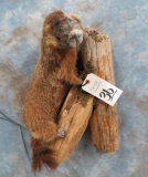 LIFESIZE MARMOTT  TAXIDERMY