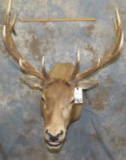 ELK SH MT TAXIDERMY