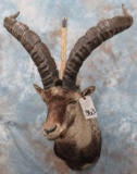 GREDOS IBEX SH MT  TAXIDERMY