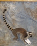 RINGTAIL LEMUR (TX RES) TAXIDERMY
