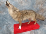 LIFESIZE HOWLING COYOTE ON BASE  TAXIDERMY