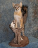 VERY NICE LIFESIZE GRAY FOX TAXIDERMY