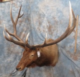 XXL MONSTER ELK SH MT  TAXIDERMY