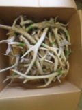 BOX OF 30LBS OF ANTLERS  TAXIDERMY