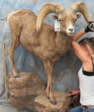 LIFESIZE DESERT SHEEP TAXIDERMY