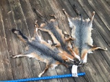 3 GREY FOX FURS/COMPLETE FEET (3X$) TAXIDERMY
