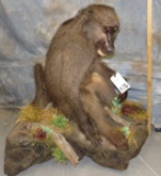 FB BABOON TAXIDERMY