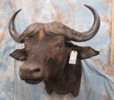 CAPE BUFFALO SH MT TAXIDERMY