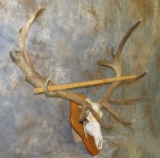 RED STAG SKULL ON PLAQUE TAXIDERMY