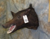 WILD HOG SH MT  TAXIDERMY