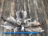 3 RACCOON FURS/COMPLETE FEET (3X$) TAXIDERMY