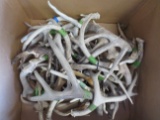 BOX OF 30LBS OF ANTLERS  TAXIDERMY