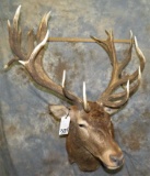 *HUGE*RED STAG SH MT TAXIDERMY
