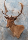 CHOCOLATE FALLOW SH MT  TAXIDERMY