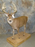 LIFESIZE WHITETAIL 12 PT TAXIDERMY