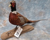 RING NECK PHEASANT