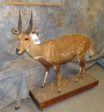 LIFESIZE BUSHBUCK TAXIDERMY