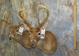 2 WHITETAIL SH MTS (2X$) TAXIDERMY