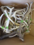 BOX OF 30LBS OF ANTLERS  TAXIDERMY